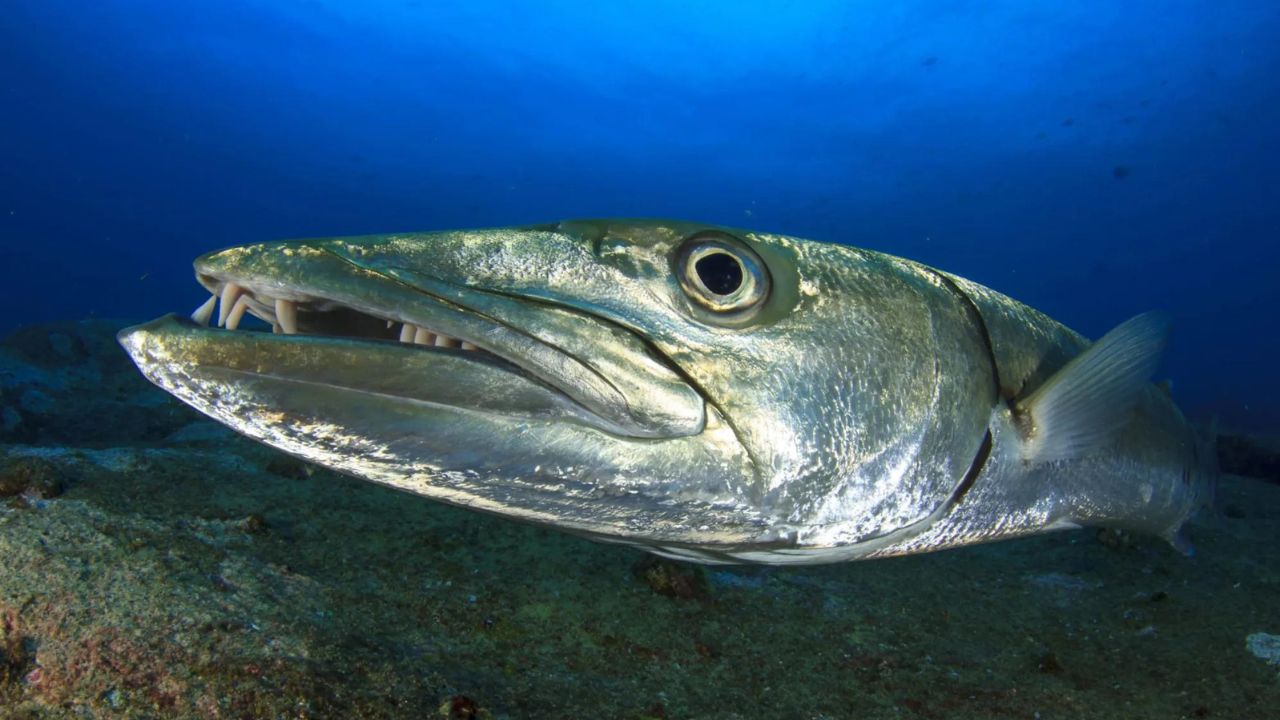 Do Barracudas Attack Humans