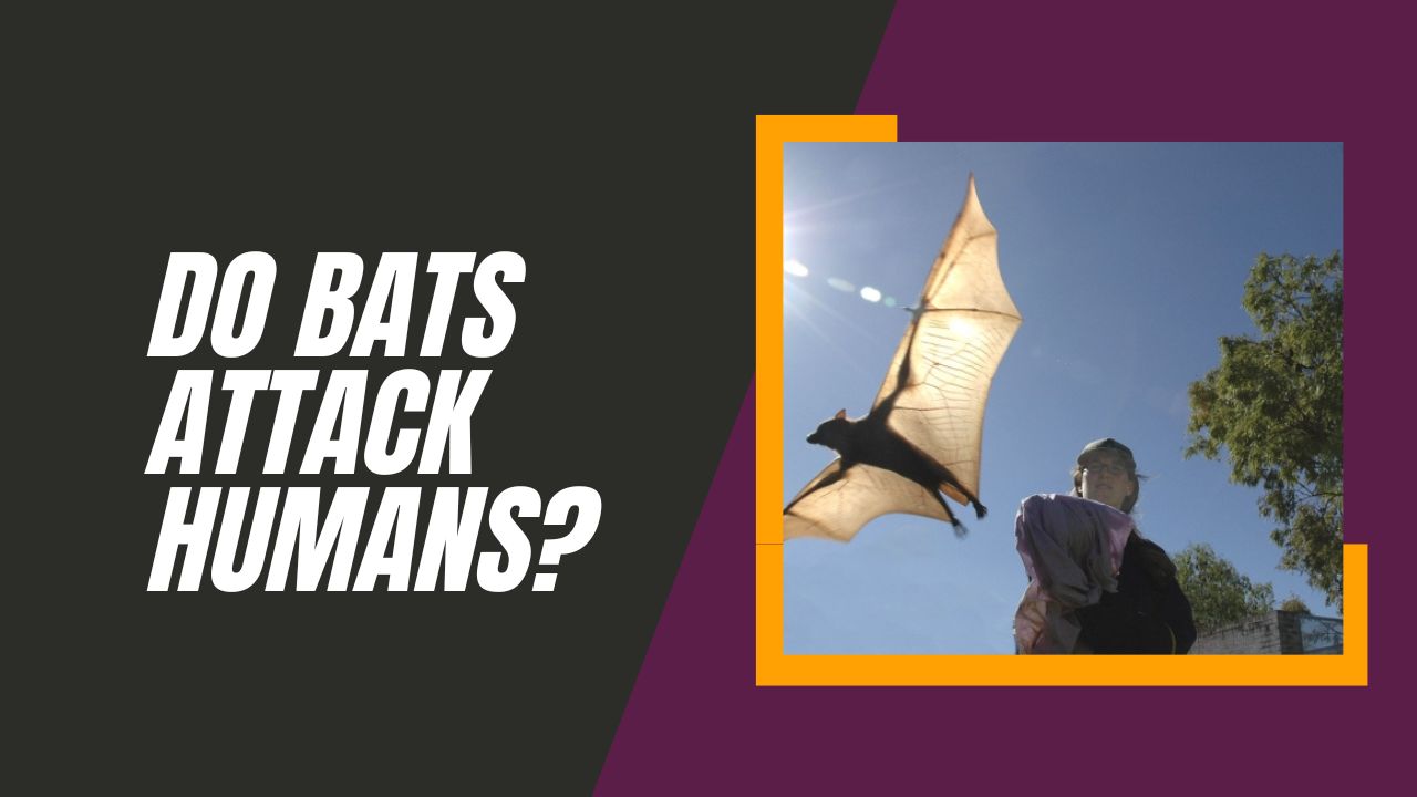 Do Bats Attack Humans