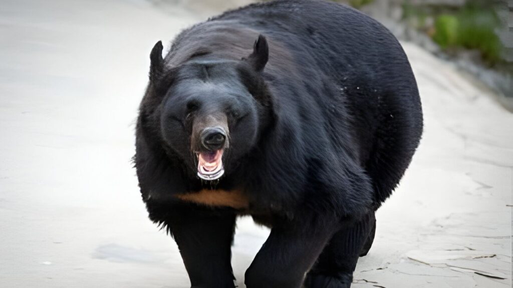 Do Black Bears Attack Humans