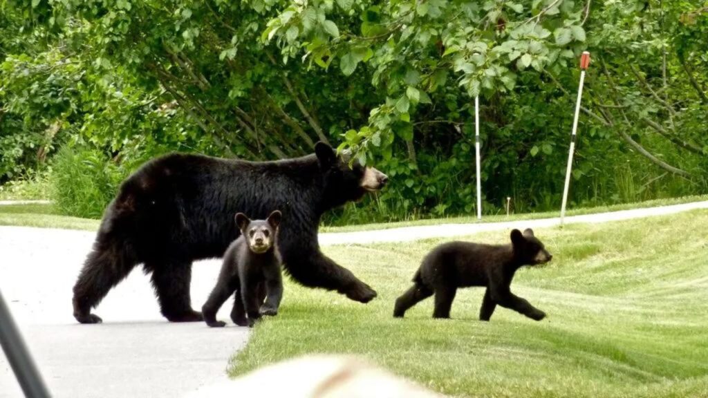 Do Black Bears Attack Humans