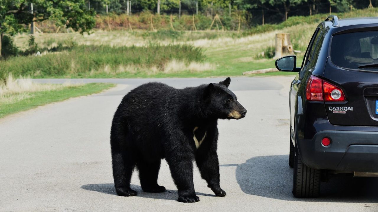 Do Black Bears Attack Humans