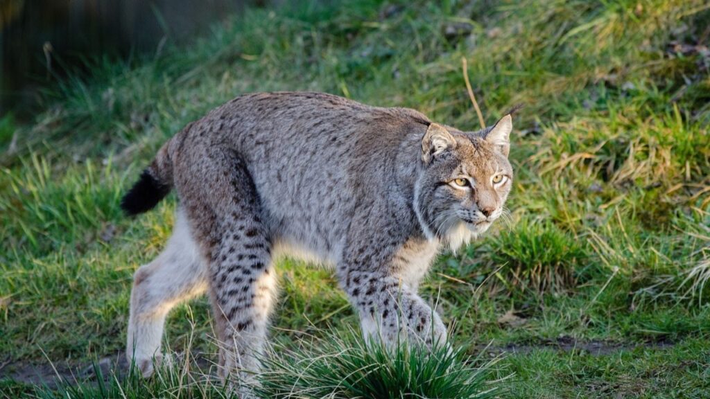 Do Bobcats Attack Humans