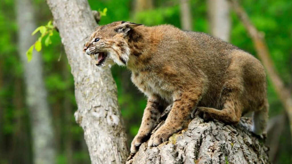 Do Bobcats Attack Humans