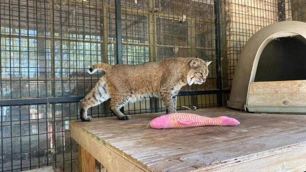 Do Bobcats Attack Humans