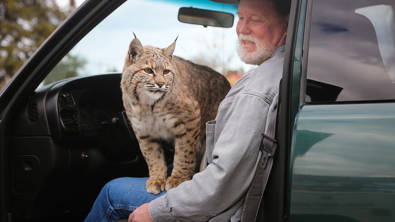 Do Bobcats Attack Humans