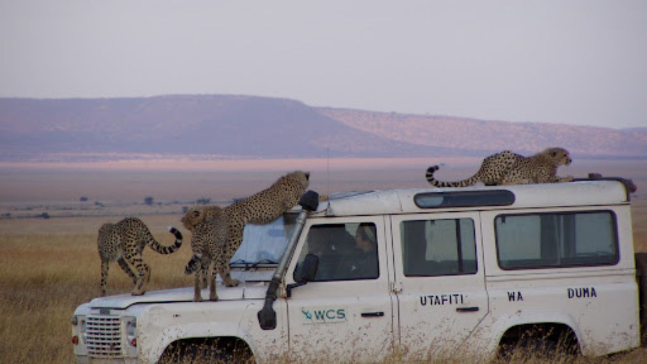 Do Cheetahs Attack Humans