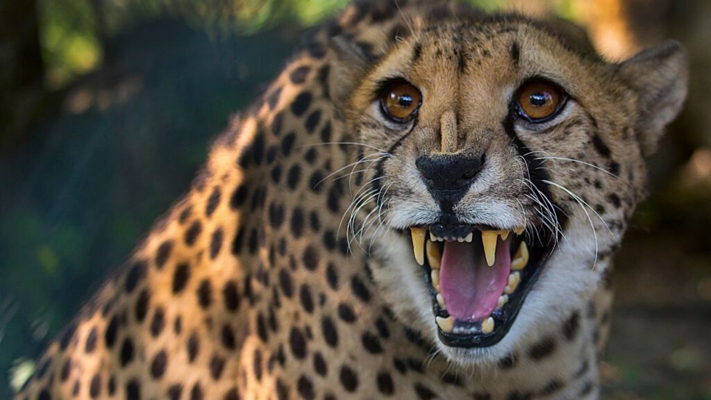 Do Cheetahs Attack Humans