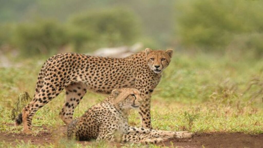 Do Cheetahs Attack Humans