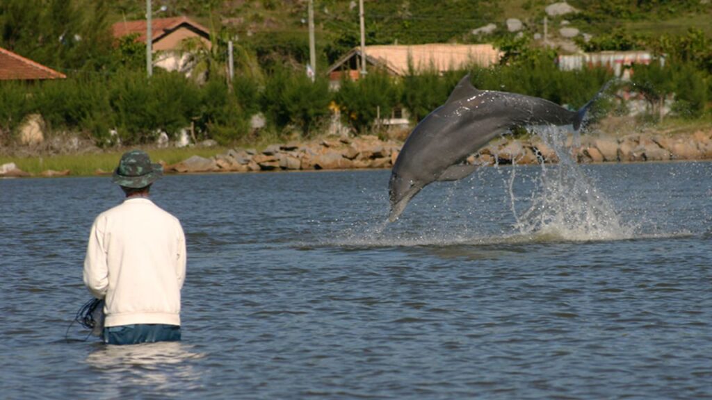 Do Dolphins Attack Humans