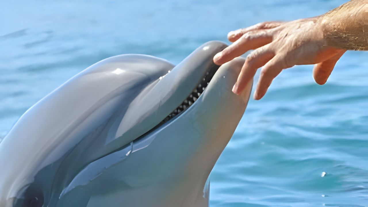 Do Dolphins Attack Humans