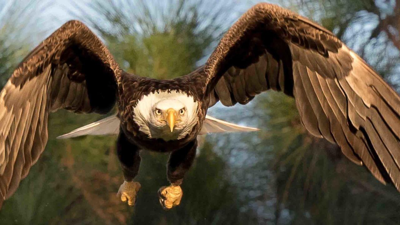 Do Eagles Attack Humans