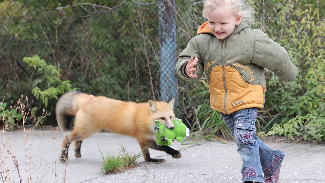 Do Foxes Attack Humans