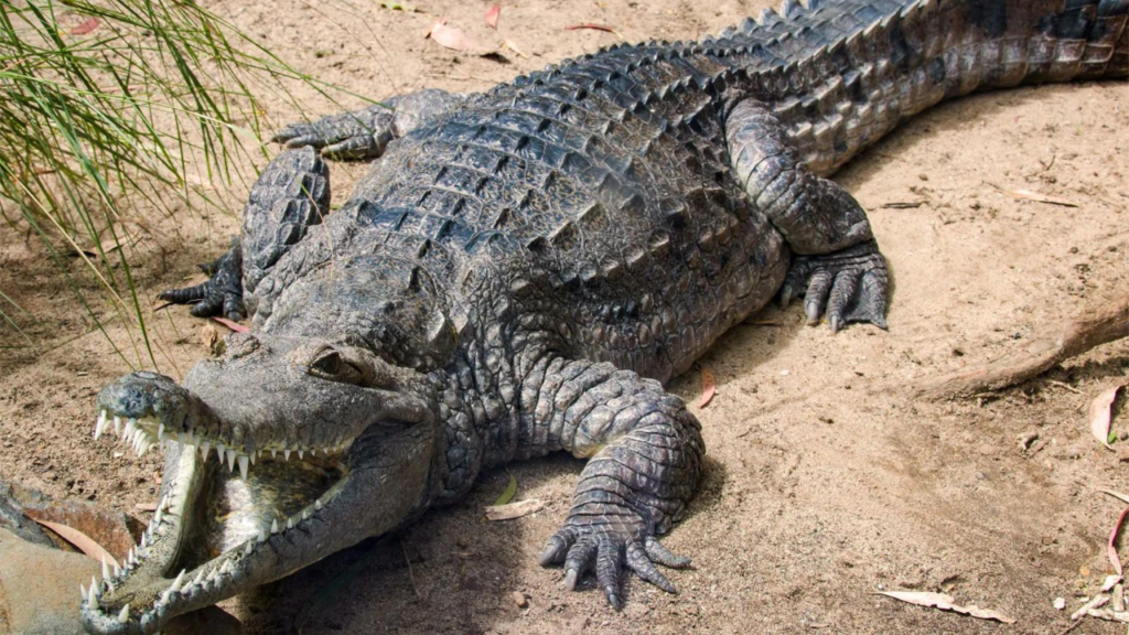 Do Freshwater Crocodiles Attack Humans