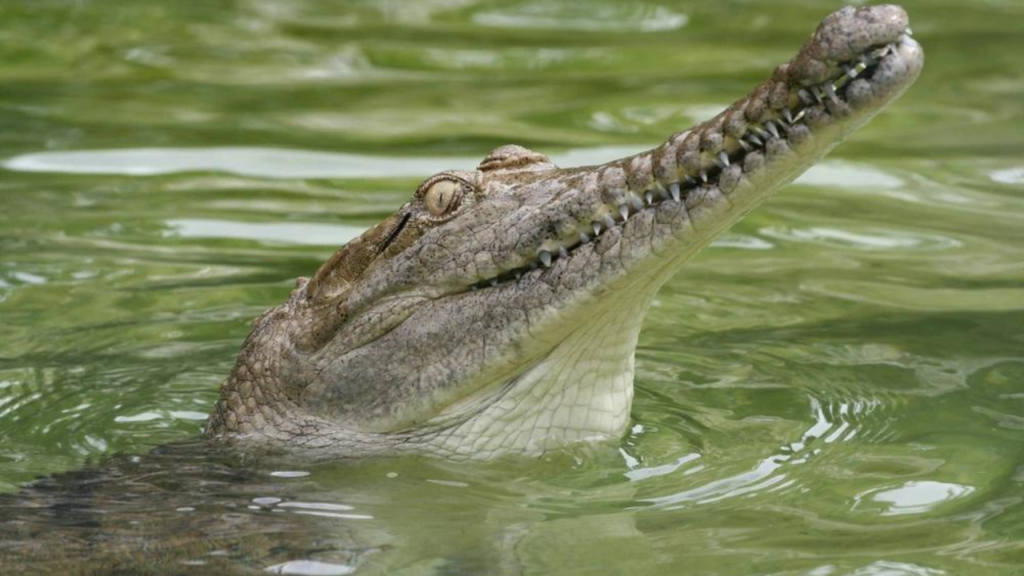 Do Freshwater Crocodiles Attack Humans