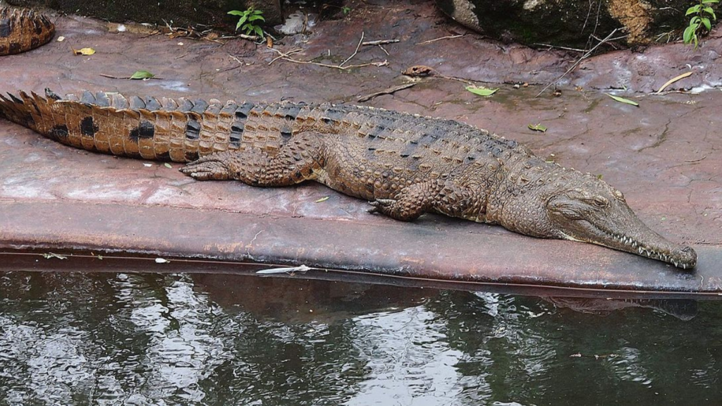 Do Freshwater Crocodiles Attack Humans