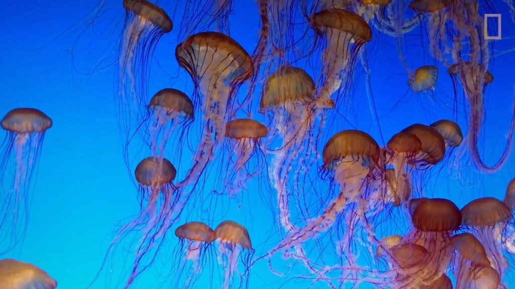 Do Jellyfish Attack Humans