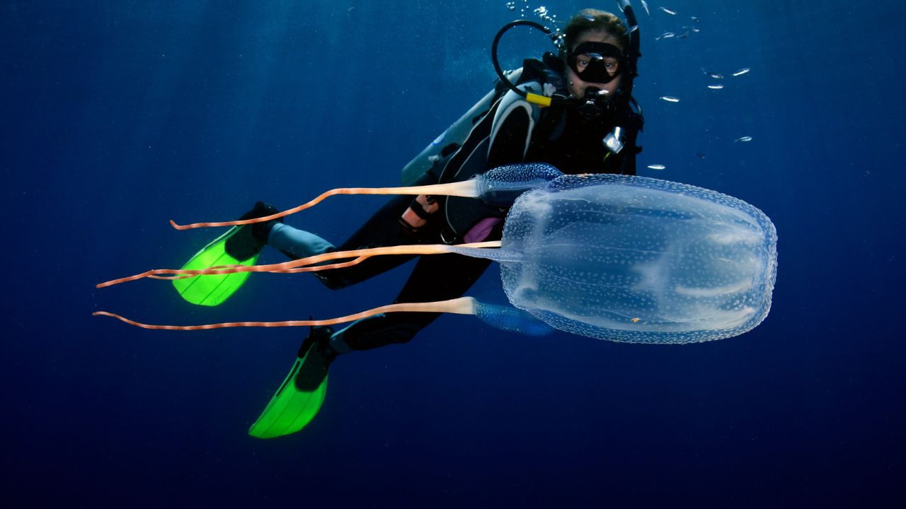 Do Jellyfish Attack Humans