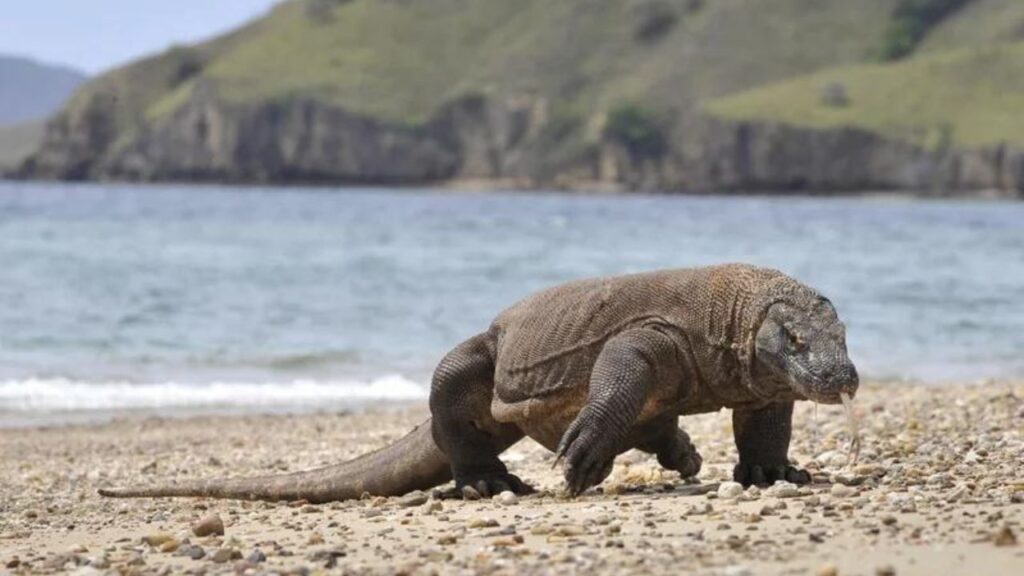 Do Komodo Dragons Attack Humans