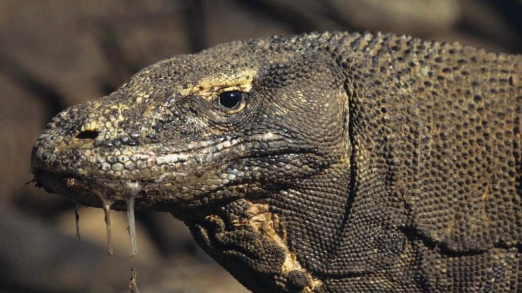 Do Komodo Dragons Attack Humans