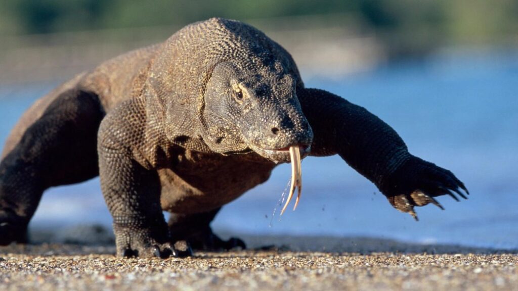 Do Komodo Dragons Attack Humans