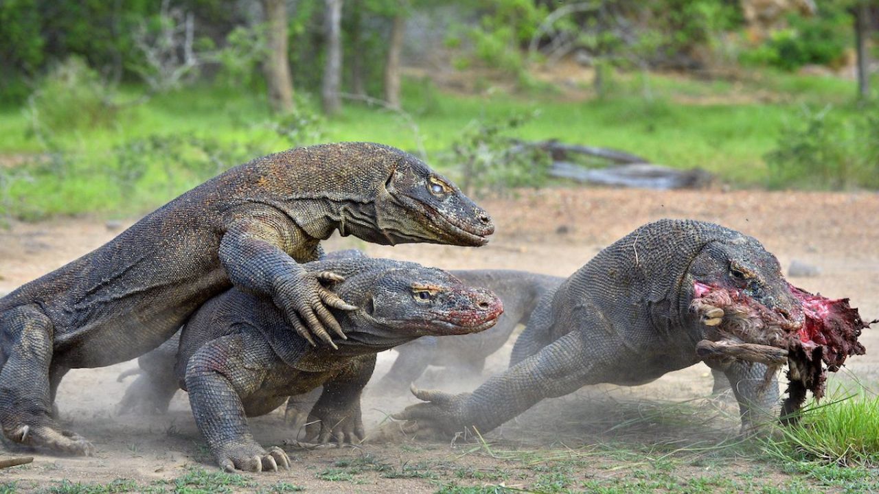 Do Komodo Dragons Attack Humans