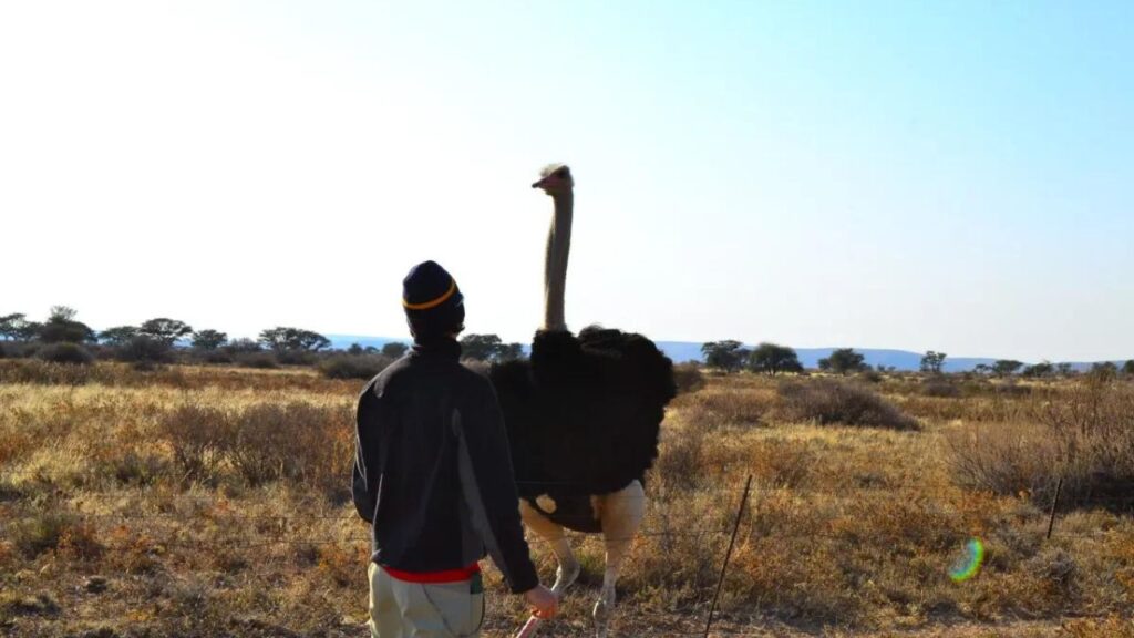 Do Ostriches Attack Humans? 