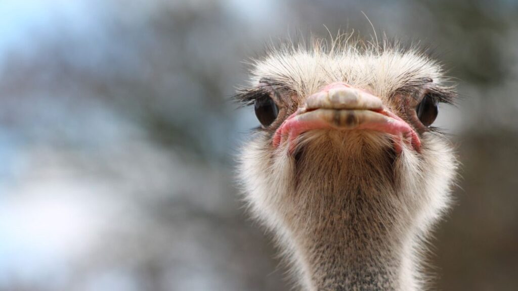 Do Ostriches Attack Humans? 