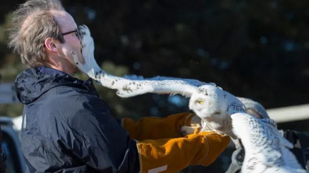 Do Owls Attack Humans