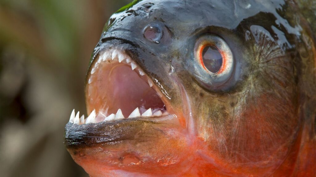 Do Piranhas Attack Humans