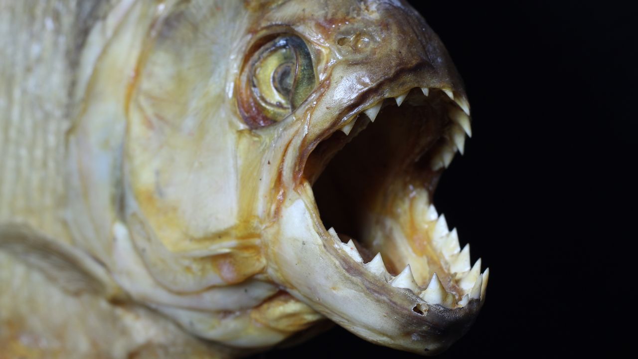 Do Piranhas Attack Humans