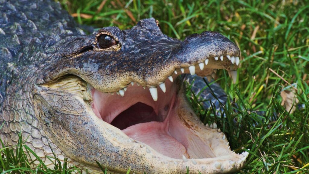 Do Alligators Attack Humans