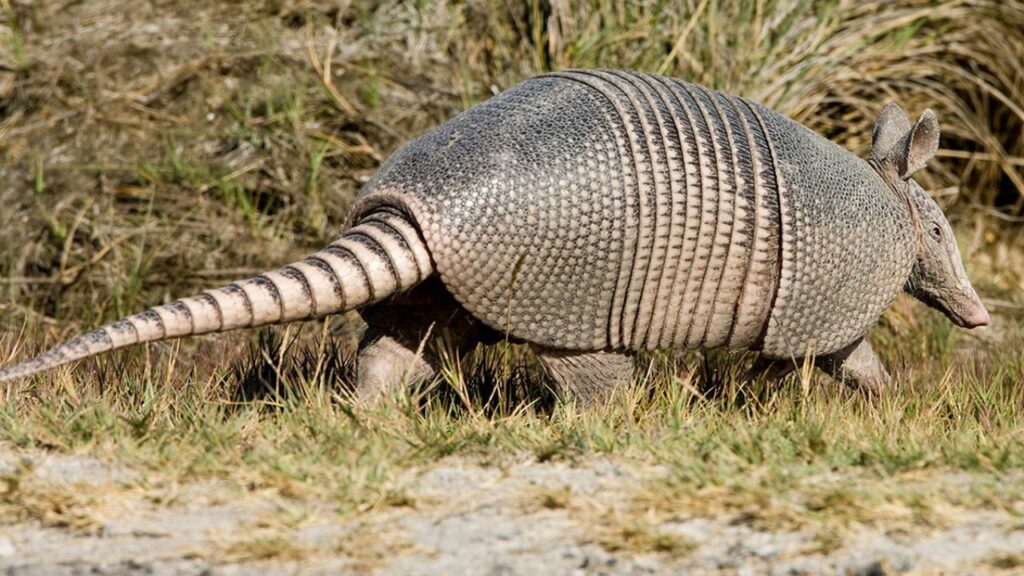 Do Armadillos Attack Humans