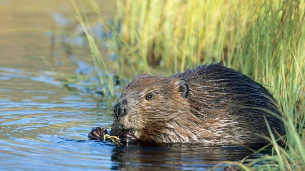 Do Beavers Attack Humans