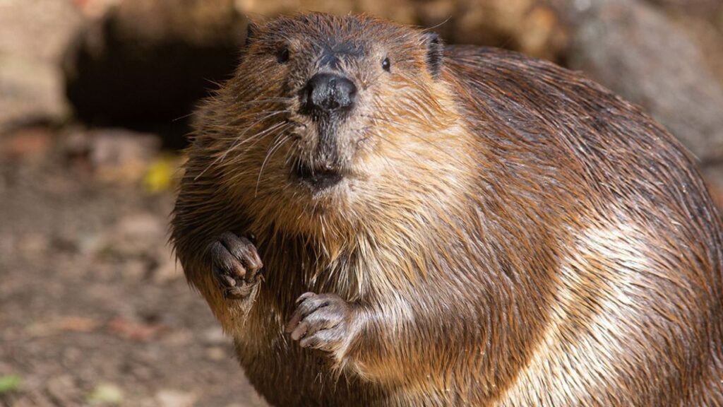 Do Beavers Attack Humans