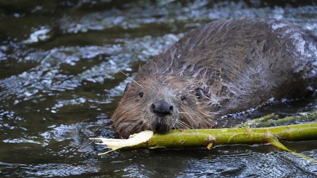 Do Beavers Attack Humans