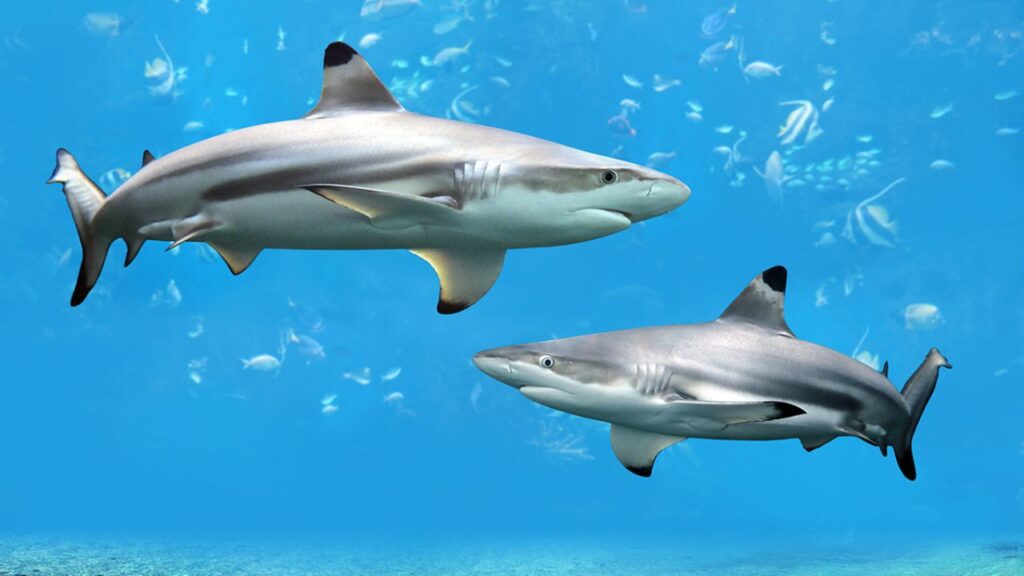 Do Blacktip Sharks Attack Humans