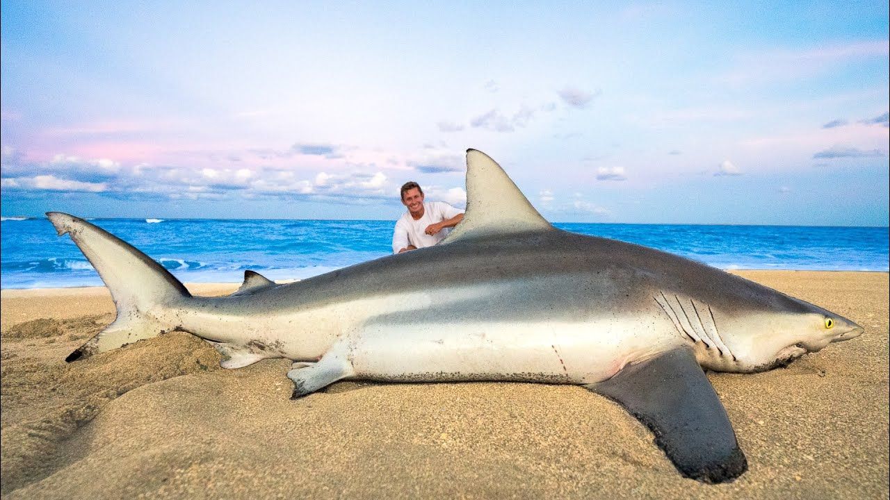 Do Blacktip Sharks Attack Humans