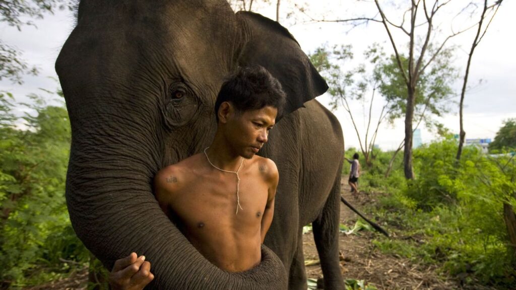 Do Elephants Attack Humans