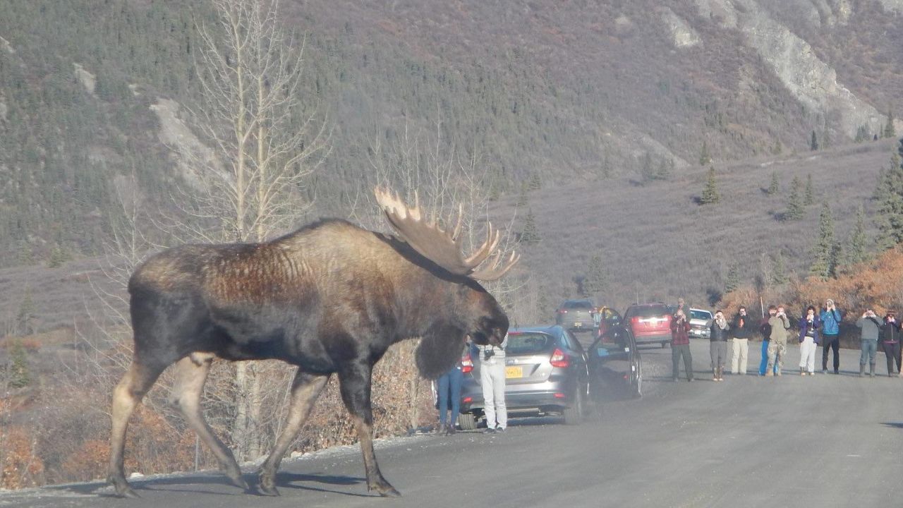 Do Moose Attack Humans