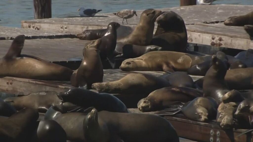 Do Sea Lions Attack Humans