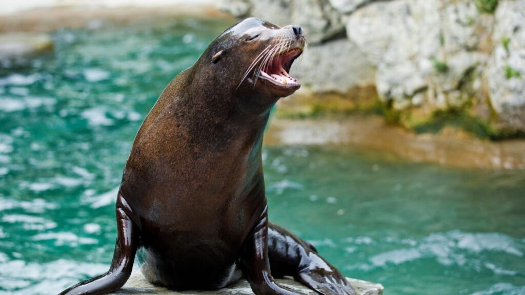 Do Sea Lions Attack Humans