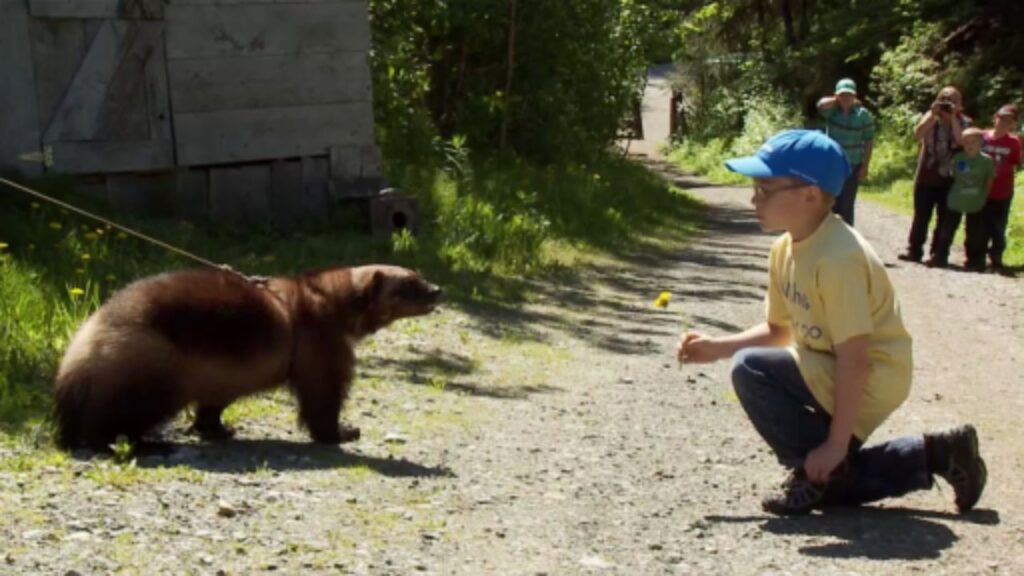 Do Wolverines Attack Humans