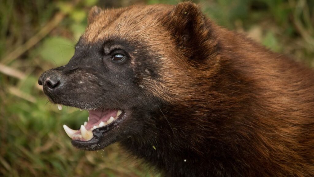 Do Wolverines Attack Humans