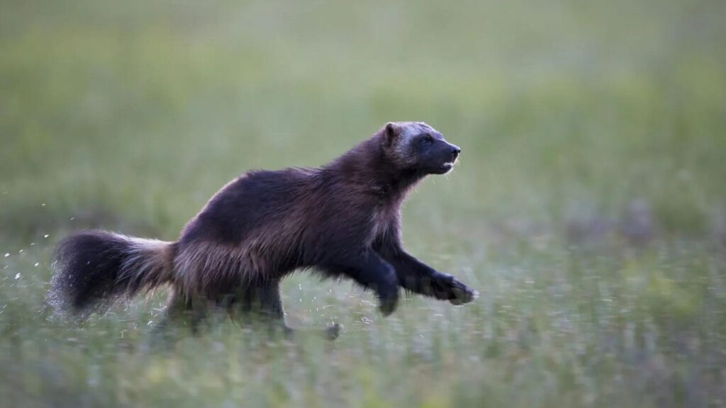 Do Wolverines Attack Humans