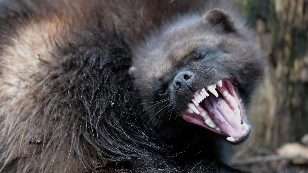 Do Wolverines Attack Humans