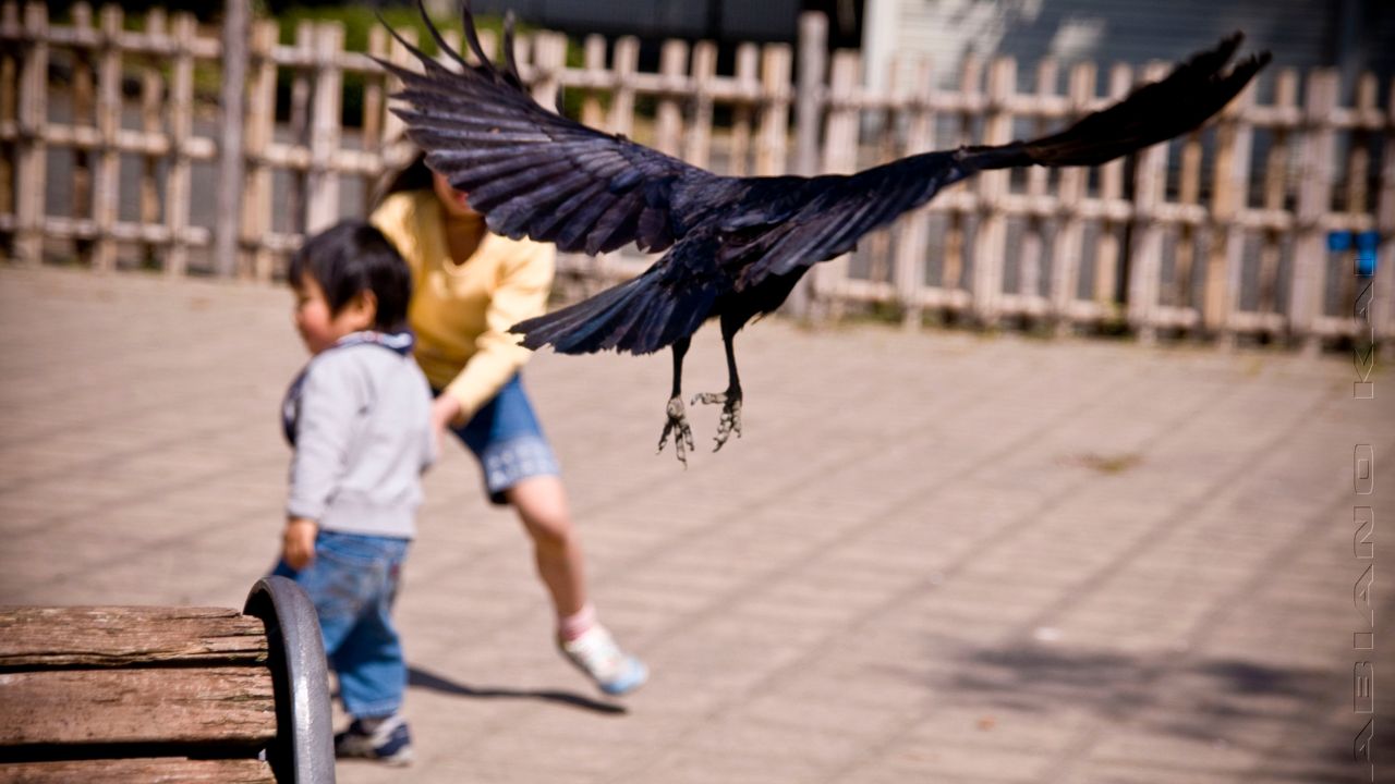 Will Crows Attack Humans