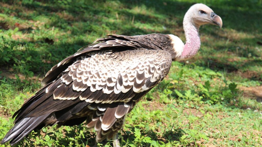 Will Vultures Attack Humans