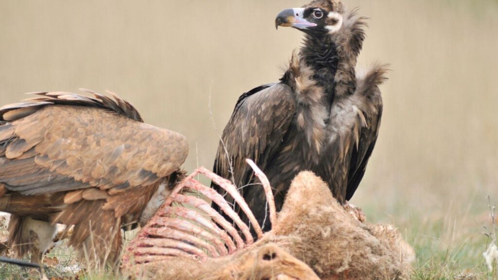 Will Vultures Attack Humans