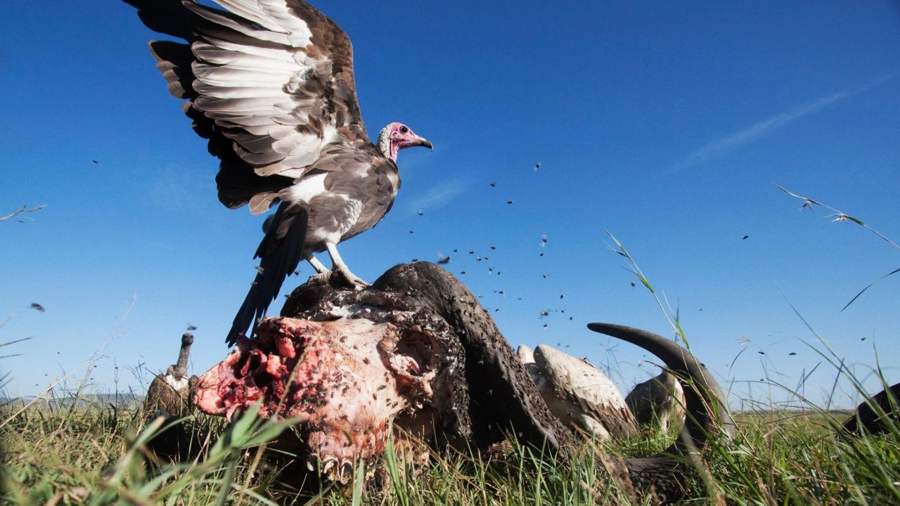 Will Vultures Attack Humans