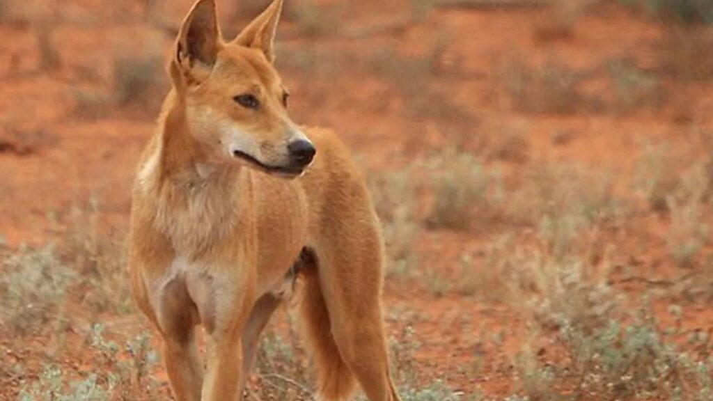 Do Dingoes Attack Humans